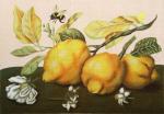Small Lemons  1842