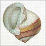 Striped Shell from Front  1493-A