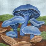 Blue Oyster Mushrooms  2337-C