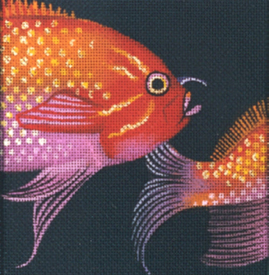 Fairy Basslet  LD-4301