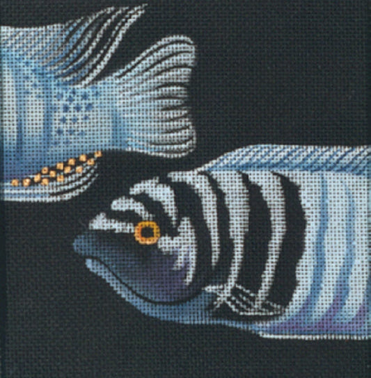 Cobalt Cichlid  LD-4306