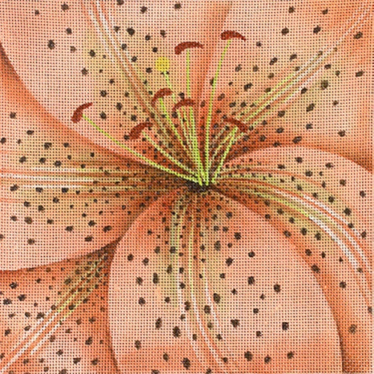 Peach Day Lily  LD-6904