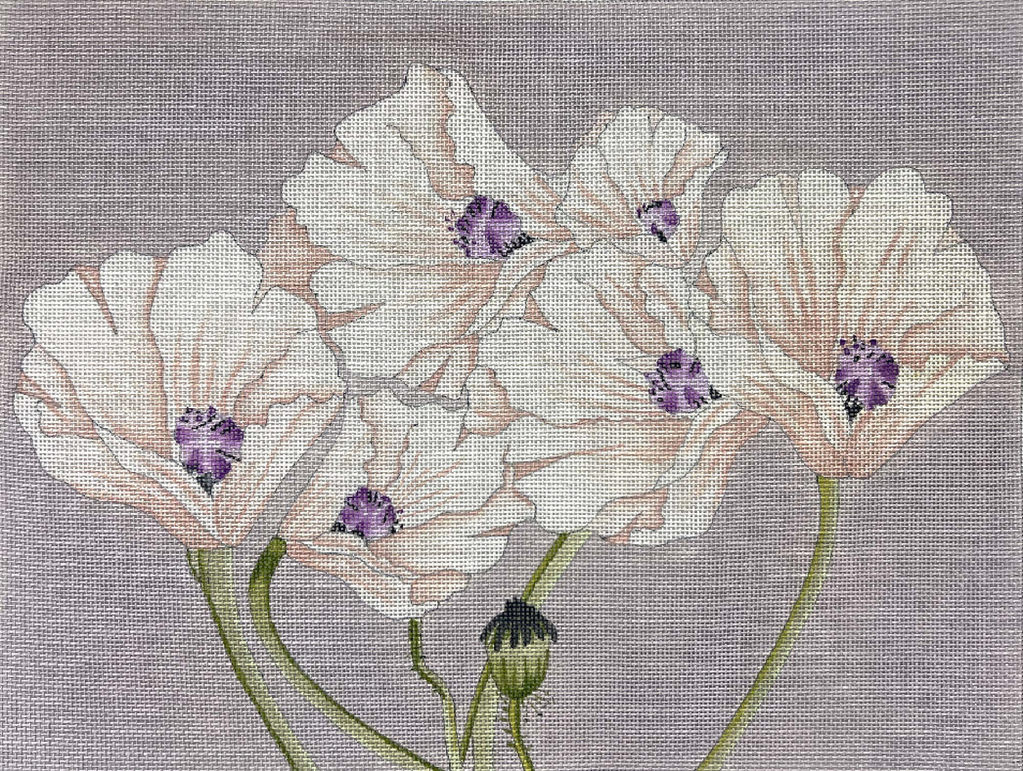 Purple Poppies 4662