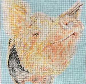 Pig Snooty C-450pi