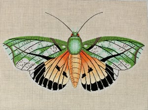 Moth Orange/Green/Black C-512c