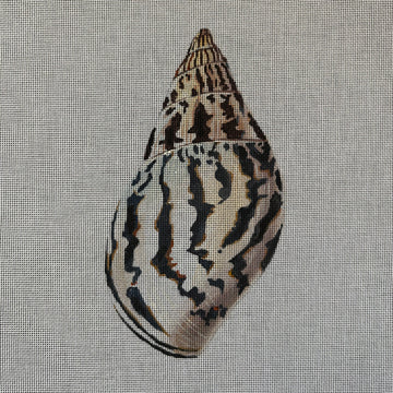 Seashell  MC505