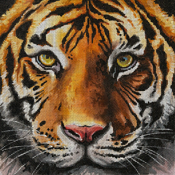 Close-Up Tiger Face  AN535