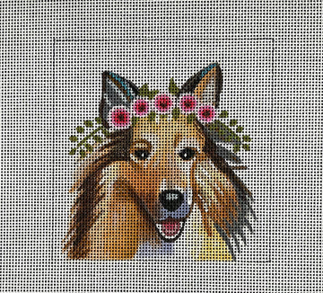 Shetland Sheepdog  IN072