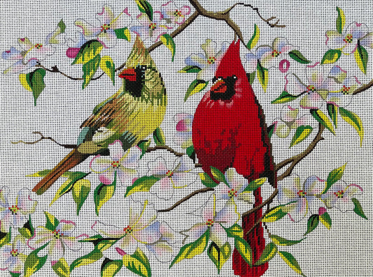 Cardinals  AN116