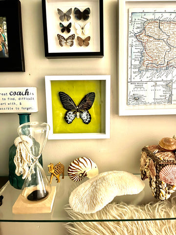 Butterfly  AN450