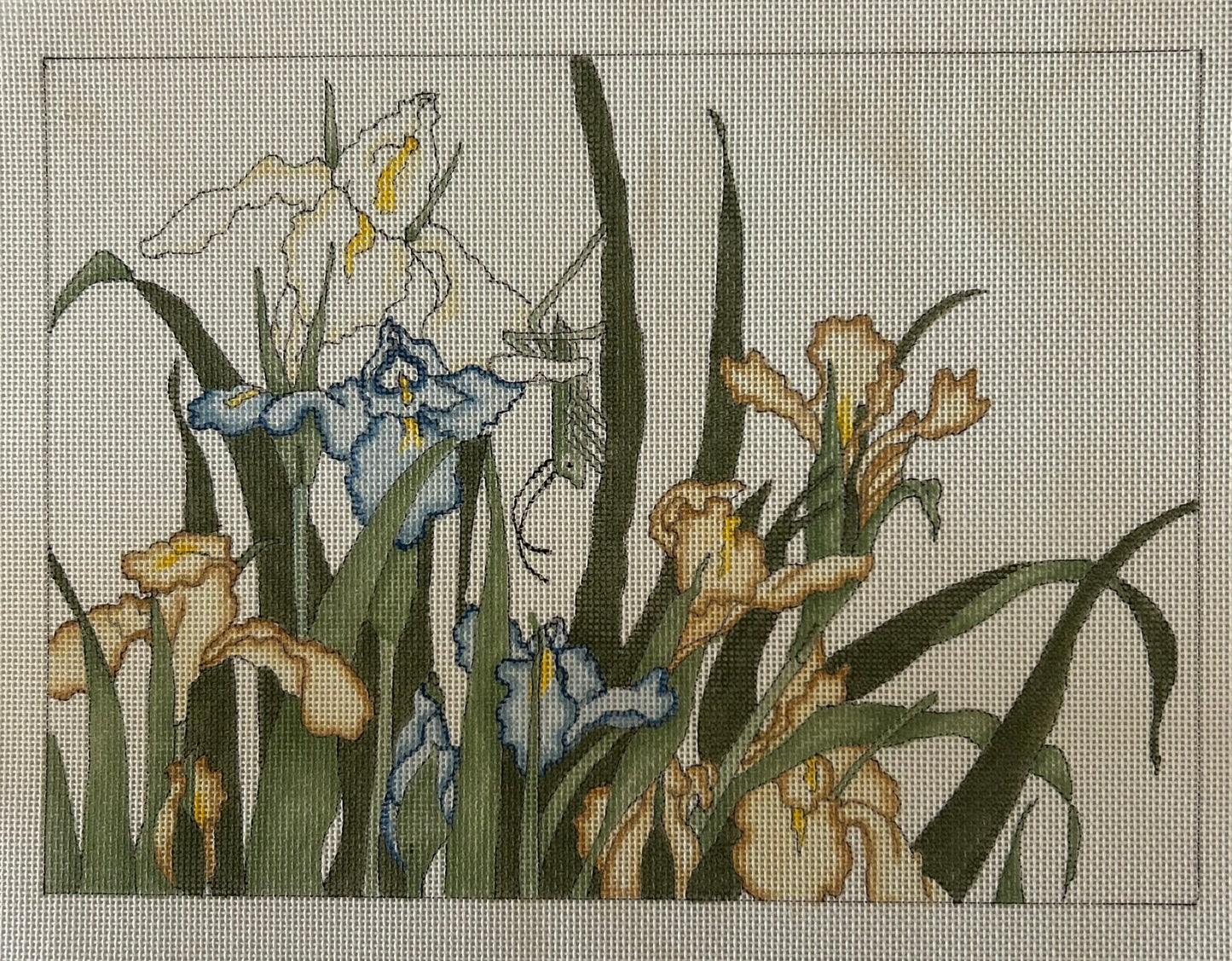 Golden Iris CL197