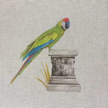 Parrot  AN507