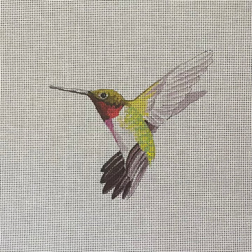 Green Hummingbird  AN510