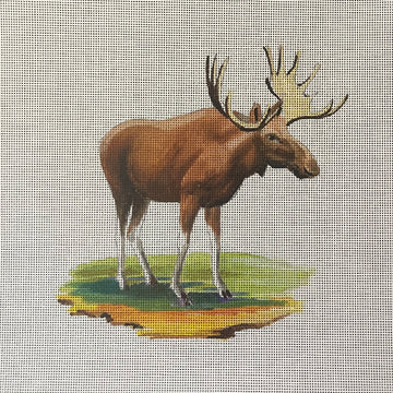 Moose  AN502
