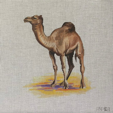 Camel  AN483
