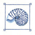 Giant Banded Snail Shell  KC-KCN952-18