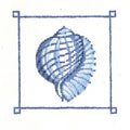 Tiger Chambered Nautilus  KC-KCN953-18