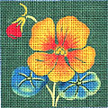 Nasturtium  M-1493
