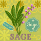 Sage  M-1929