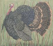 Vermont Turkey  WK2032