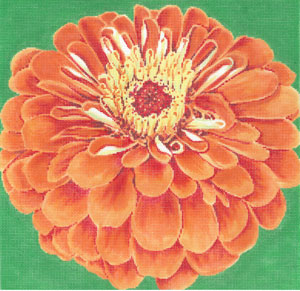 Orange Zinnia/ Green Background C-594a