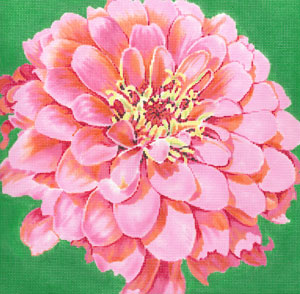 Cosmopolitan Zinnia/ Green Background C-594d