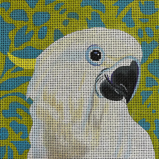 White Parrot-Animals  AN114